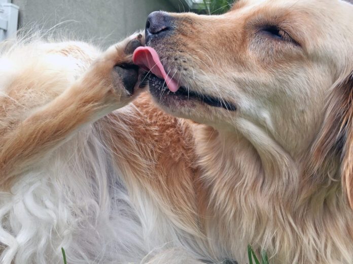 golden retriever licking feet