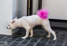 Close up low angle image of a small white dog outdoors on the city street. The dog has had its bushy tail died bright pink by its owner. Horizontal colour image with room for copy space.