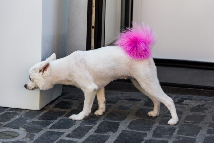 Close up low angle image of a small white dog outdoors on the city street. The dog has had its bushy tail died bright pink by its owner. Horizontal colour image with room for copy space.