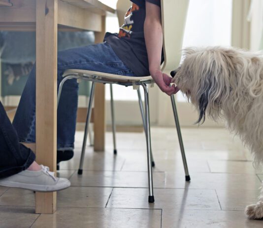 Boy sneaking dog food from the table