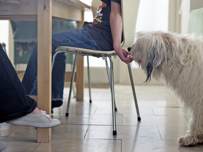 Boy sneaking dog food from the table