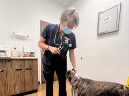 A dog seeking attention from a veterinary technician during a routine procedure.