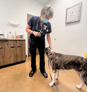 A dog seeking attention from a veterinary technician during a routine procedure.