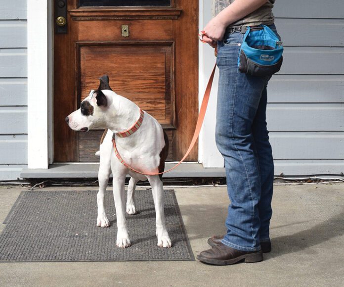 A dog owner next to their dog wearing a treat pouch.