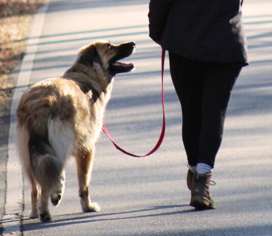 Woman walking her dog taking care to keep the leash loose and comfortable for them both.