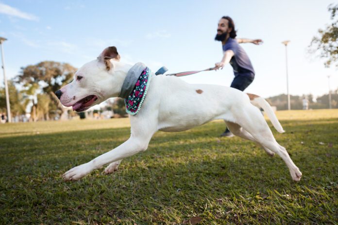 Dog running at the park and pulling its owner