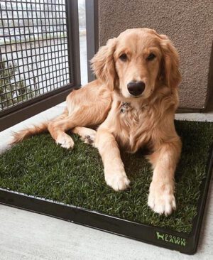 A dog lying on a mat of grass indoors.