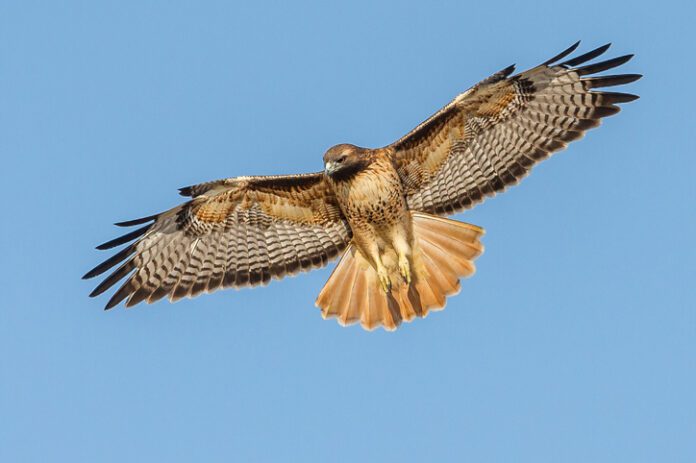 Red-tailed Hawk searching for prey