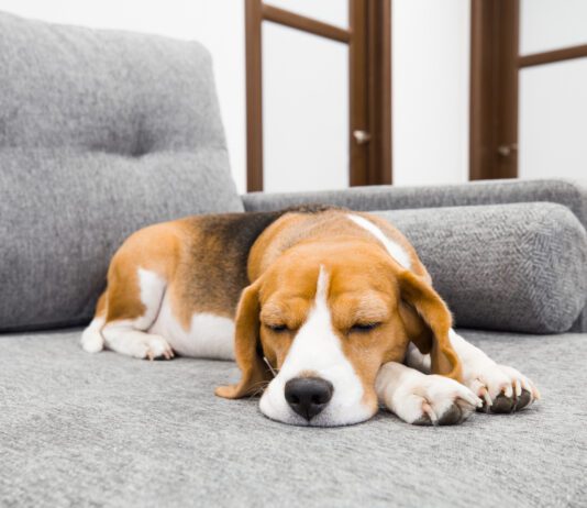 Do Dogs Like Music? Beagle dog sleeping on soft gray couch. Comfortable furniture.