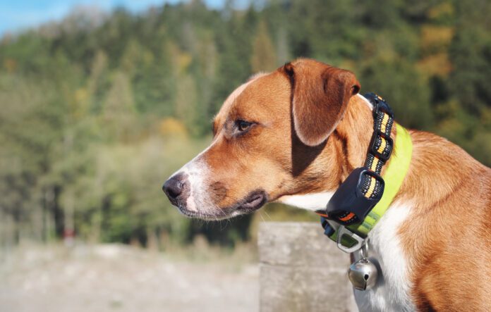 Cute puppy dog with intense body language. Obedience collar for safety and behavior correction. Female Harrier mix. Selective focus