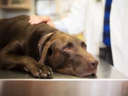 Addison’s Disease eBook from Whole Dog Journal