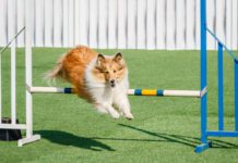 Beginner’s Guide for Agility Training eBook from Whole Dog Journal