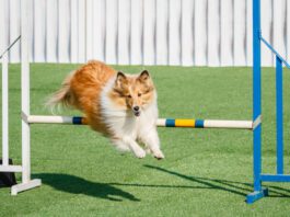 Beginner’s Guide for Agility Training eBook from Whole Dog Journal