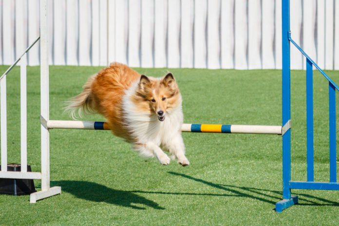 Beginner’s Guide for Agility Training eBook from Whole Dog Journal