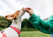 Beyond The Back Yard Book from Whole Dog Journal