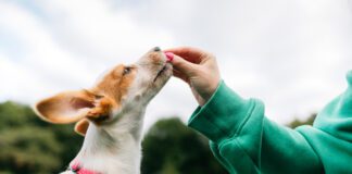 Beyond The Back Yard Book from Whole Dog Journal