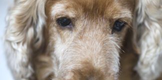 Old english cocker spaniels dog, close-up