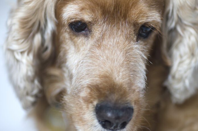 Old english cocker spaniels dog, close-up