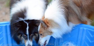 Communal water bowls are one the most common ways for dog papillomas to spread.