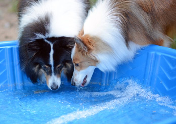 Communal water bowls are one the most common ways for dog papillomas to spread.