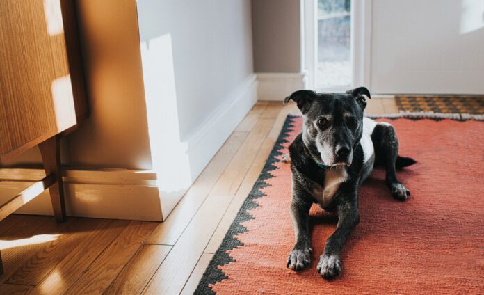 A velcro dog is one that constantly demands attention. Some breeds are famous for this but it can be a sign of separation anxiety.