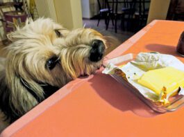 Sheepdog sniffing butter on kitchen table