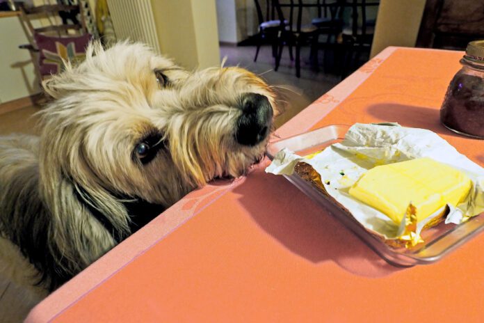 Sheepdog sniffing butter on kitchen table