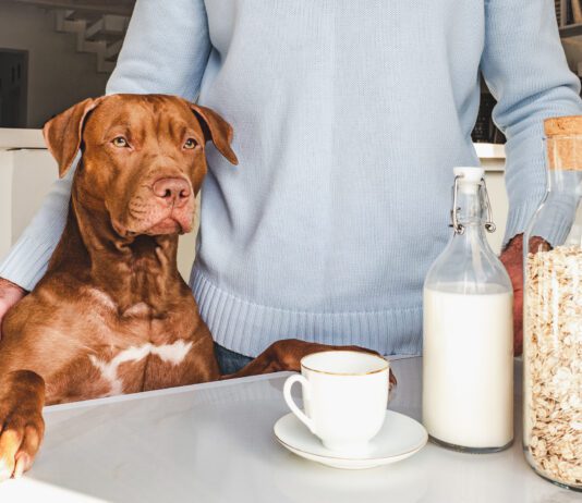 Can Dogs Drink Oat Milk? Adorable, pretty puppy and handsome man preparing a healthy breakfast. Closeup, indoors. Day light, studio photo. Concept of care pet and healthy, delicious food