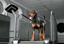 German pinscher running on special animal treadmill in dog fitness club