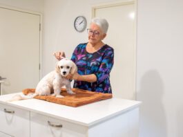 A mature woman is standing behind a bench with a dog sitting on a towel on the bench. She is grooming the dog.
