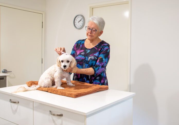 A mature woman is standing behind a bench with a dog sitting on a towel on the bench. She is grooming the dog.