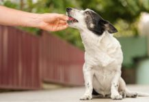 Man's hand giving cute small black and white dog medicine, pills for arthritis. The owner feeds the dog from his hand.