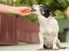 Man's hand giving cute small black and white dog medicine, pills for arthritis. The owner feeds the dog from his hand.