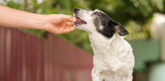 Man's hand giving cute small black and white dog medicine, pills for arthritis. The owner feeds the dog from his hand.