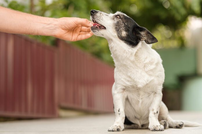 Man's hand giving cute small black and white dog medicine, pills for arthritis. The owner feeds the dog from his hand.