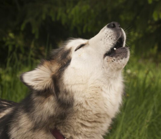 A husky howls in Alaska, United States, North America