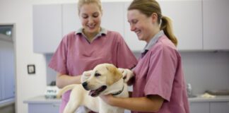 two female vets preparing a labrador retriever puppy for vaccination