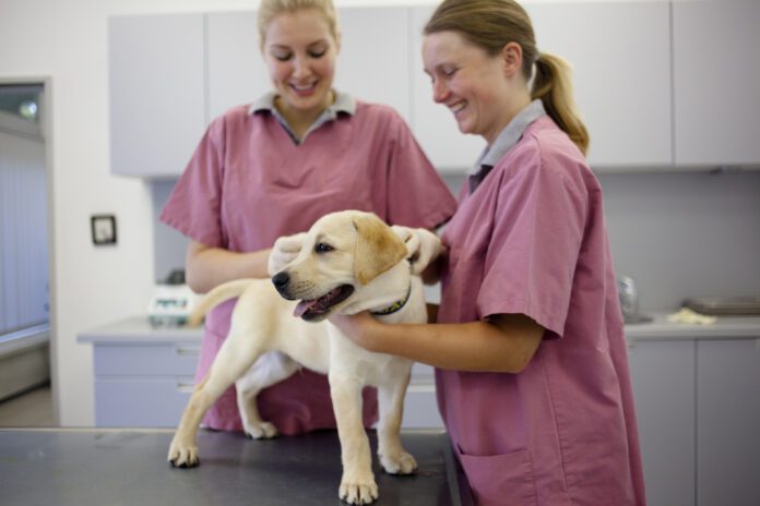 two female vets preparing a labrador retriever puppy for vaccination