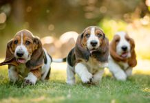 Purebred dogs like these basset hound pound puppies are bred to emphasize traits.