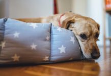 Small yellow dog laying down in his bed with star pattern