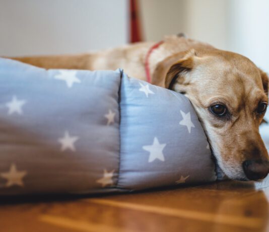 Small yellow dog laying down in his bed with star pattern
