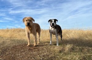 Two dogs amidst brown grass of winter field.