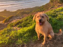 The author's cute brown dog perched over a cliff looking at the picture taker.