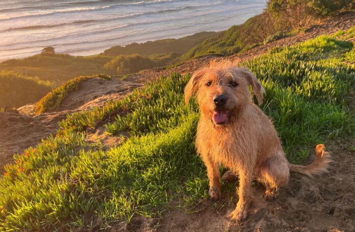 The author's cute brown dog perched over a cliff looking at the picture taker.