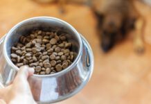 best dry dog food