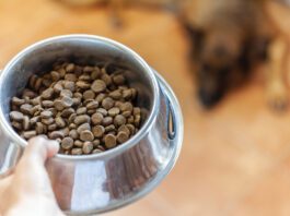 best dry dog food