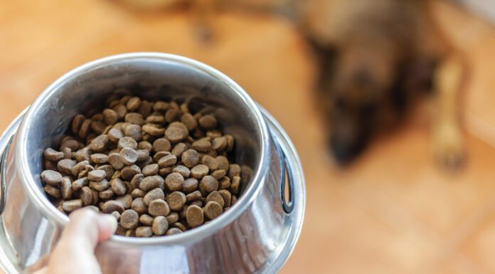 best dry dog food