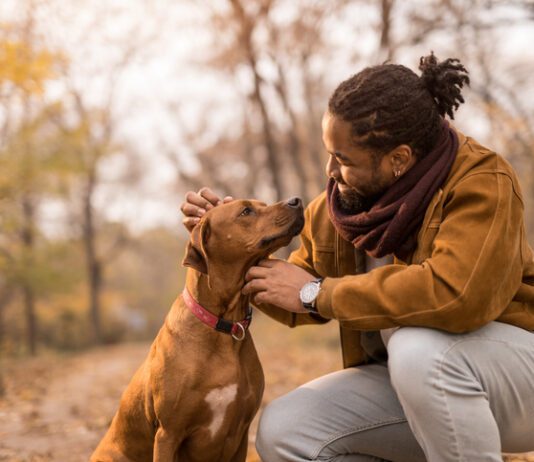 Cheerful young African American man showing love to his dog a Rhodesian Ridgeback.