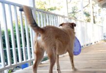 A medium sized brown dog with a puzzle throw in his mouth facing away from the camera.