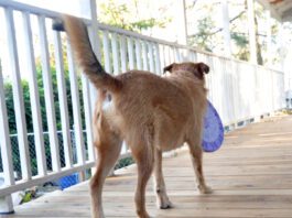 A medium sized brown dog with a puzzle throw in his mouth facing away from the camera.